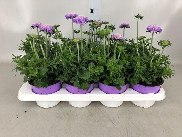<h4>Scabiosa columb. 'Butterfly Blue'</h4>