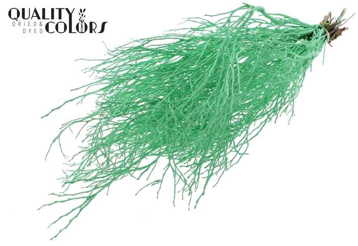 Huckelberry per bunch Mint Green