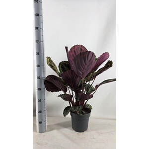 Calathea  'Medallion'