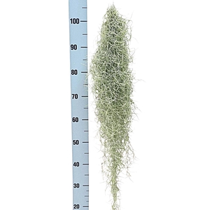 Tillandsia usneoides