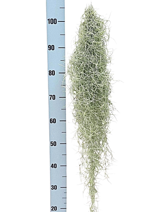 <h4>Tillandsia usneoides</h4>