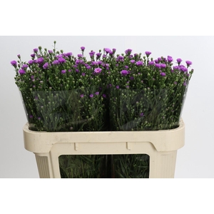 Aster Casarosa