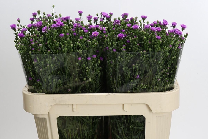<h4>Aster Casarosa</h4>