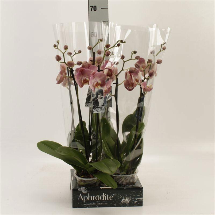 <h4>Phalaenopsis   ...orange</h4>