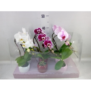 Phalaenopsis   ...