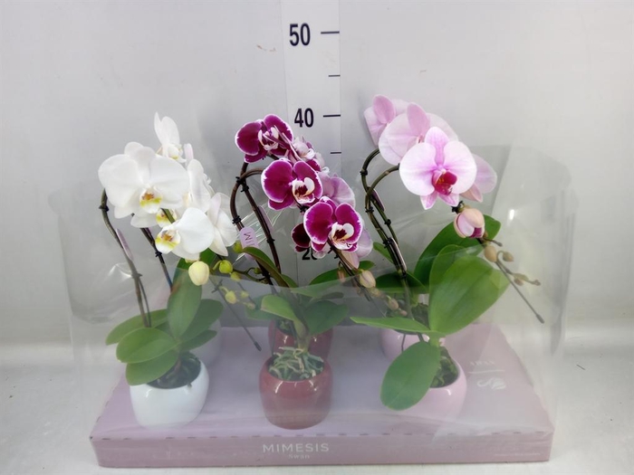 <h4>Phalaenopsis   ...</h4>