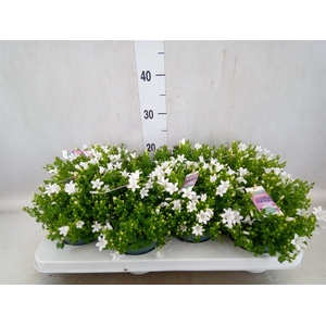 Campanula porten. 'Ambella White'