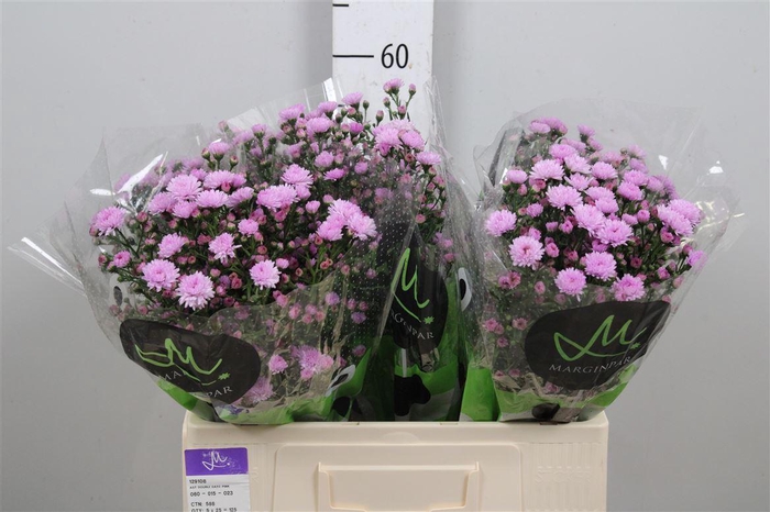 <h4>Ast Double Da Pink</h4>