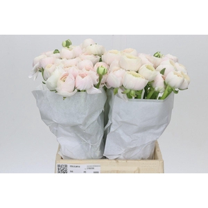 Ranunculus Clooney Hanoi