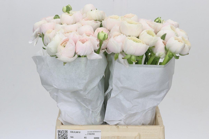 <h4>Ranunculus Clooney Hanoi</h4>