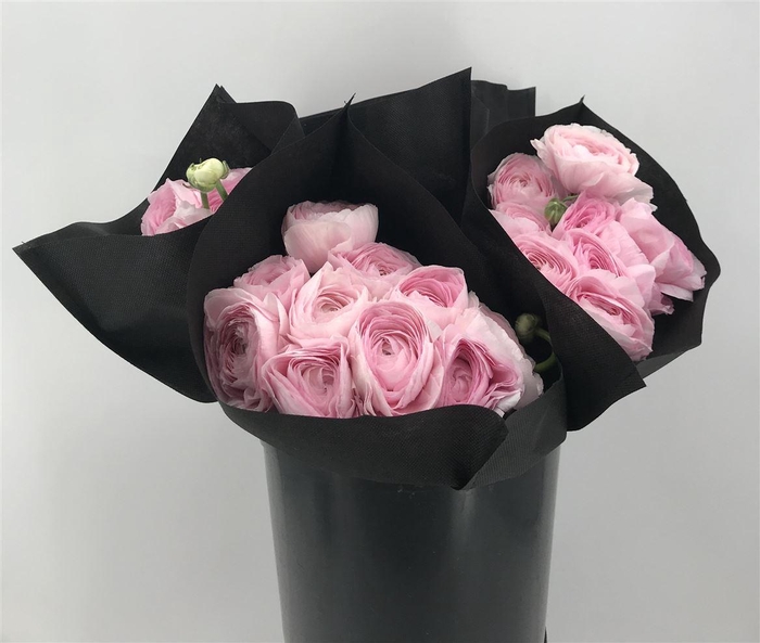 <h4>Ran Suc Blush Sup</h4>