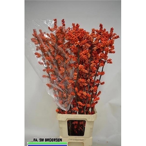 Ilex La Range
