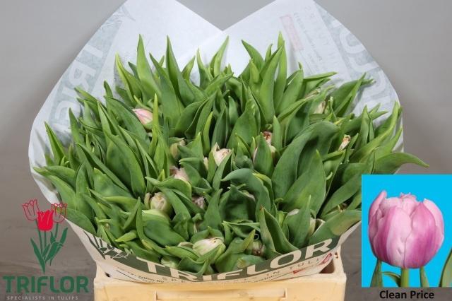 <h4>TU DU CLEAN PRICE</h4>