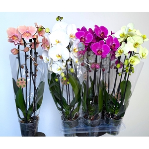PHAL EL CASCADE