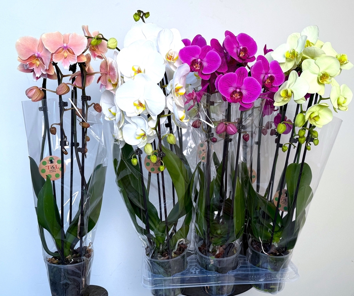 <h4>PHAL EL CASCADE</h4>