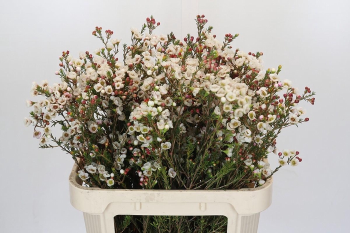 Chamelaucium Moonlight Delight