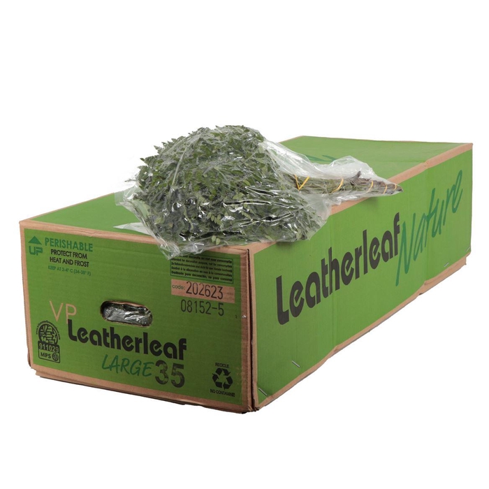 <h4>Lederv. Large Vacuum</h4>