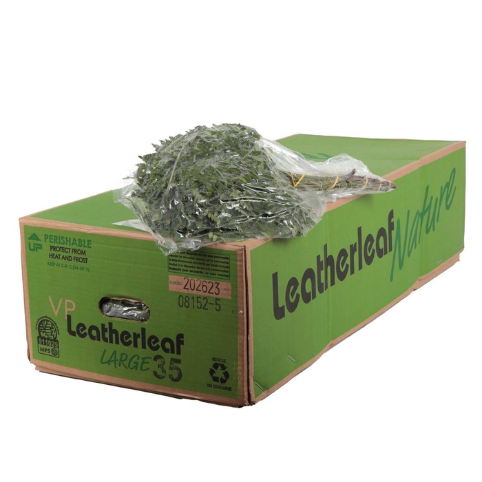 <h4>Lederv. Large Vacuum</h4>