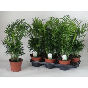 Chamaedorea elegans 15Ø 55cm