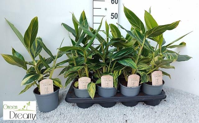 <h4>ALPINIA VARIEGATA</h4>