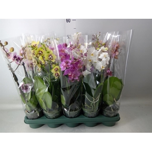 Phalaenopsis multi.   ...mix  5