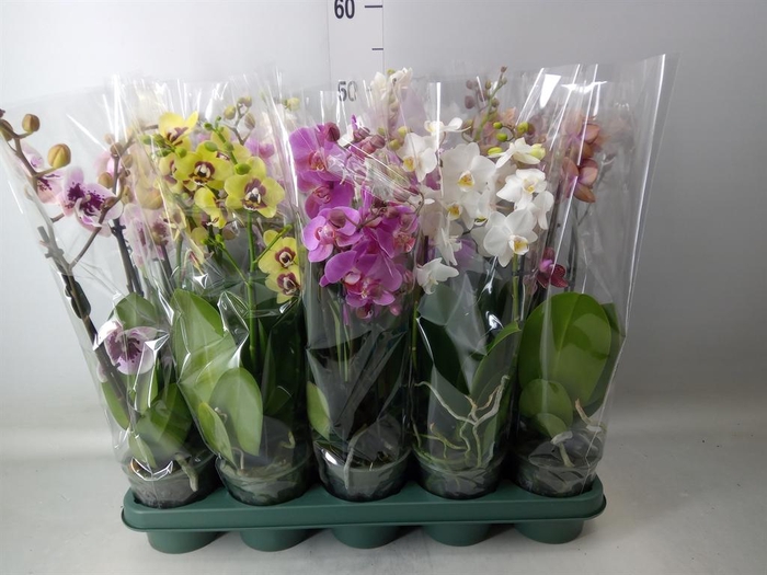 <h4>Phalaenopsis multi.   ...mix  5</h4>