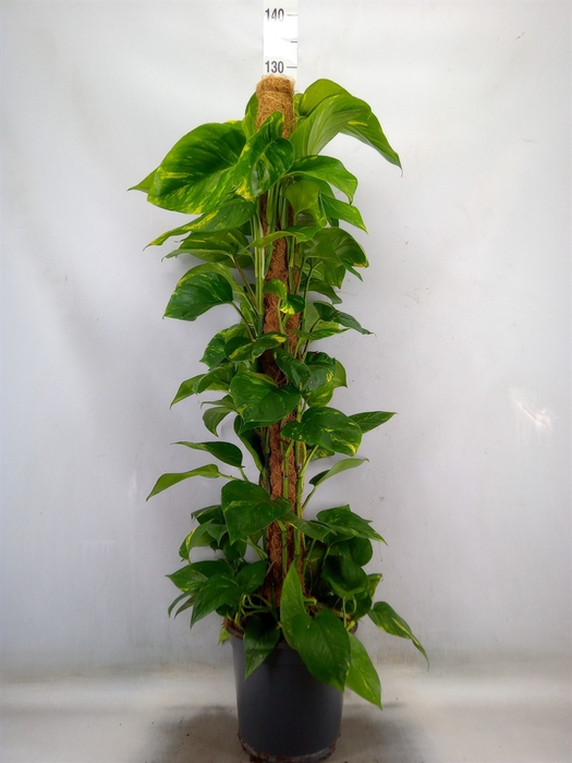 <h4>Epipremnum pinn.   ...moss stick</h4>