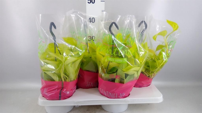 <h4>Epipremnum pinn. 'Golden Pothos' HG</h4>