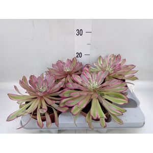 Aeonium   ...