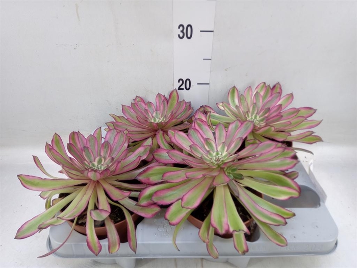 <h4>Aeonium   ...</h4>