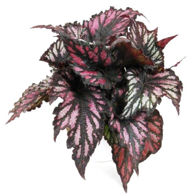 <h4>BEGONIA REX-HYBRID P12</h4>