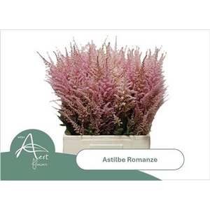 Astilbe C Romanze
