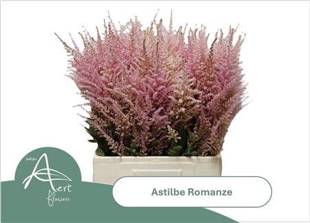 <h4>Astil C Romanze</h4>