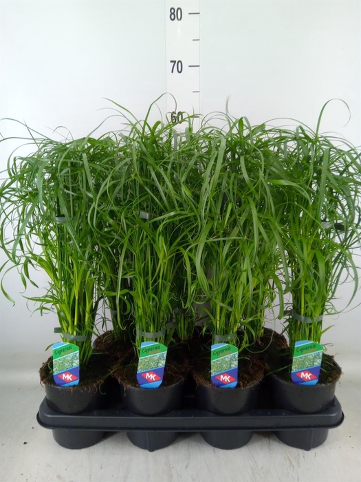 <h4>Cyperus alternifolius</h4>