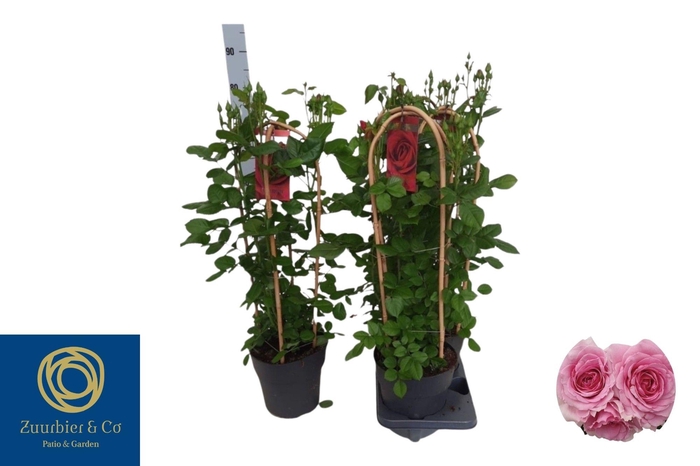 <h4>ROSA FL GLAM SELECT</h4>