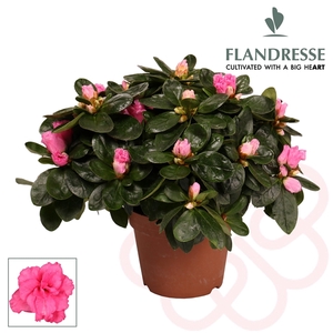 Azalea Flandresse® 'roze' 22 - 25 cm