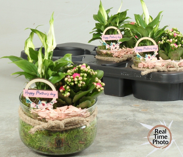 <h4>ARR KAMERPL</h4>