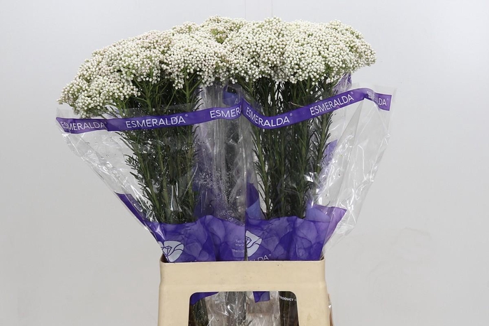 <h4>Ozothamnus Cooks Snow White</h4>