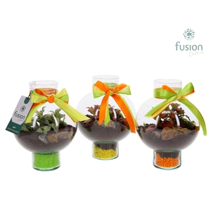 Green Bottle Laura XSmall met Fittonia