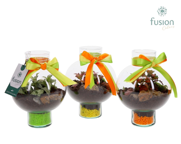 <h4>Green BottleLaura XSmall met Fittonia</h4>