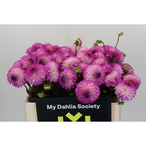 Dahlia Andrea Lawson