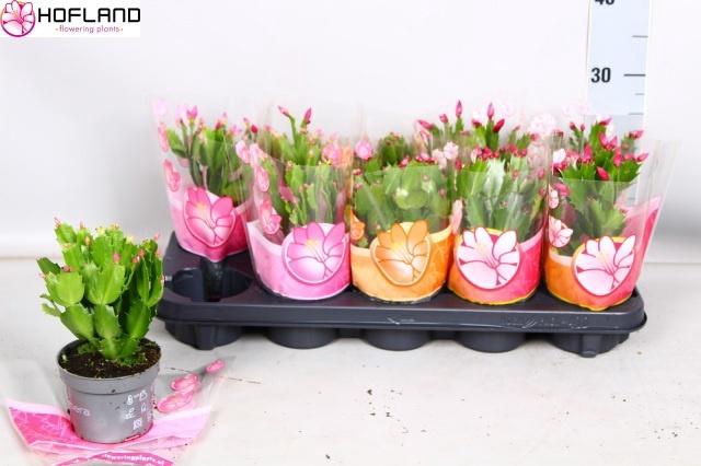 <h4>SCHLUMB GEM 3 KL</h4>