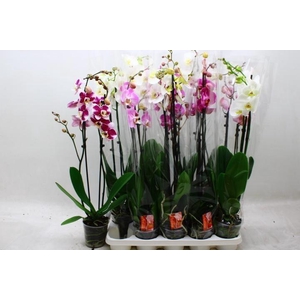PHAL GEM
