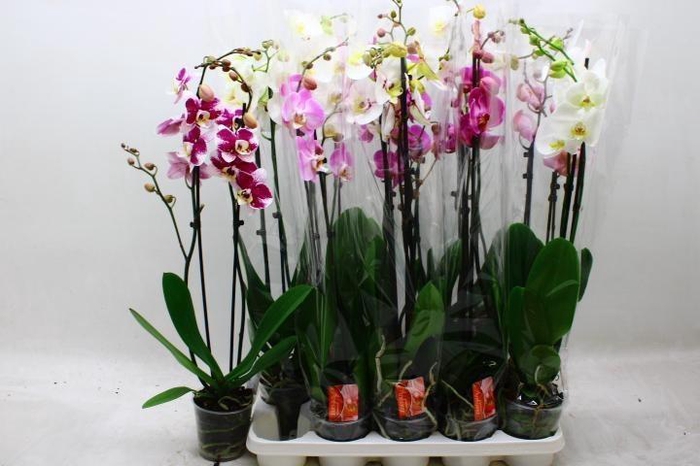 <h4>PHAL GEM</h4>