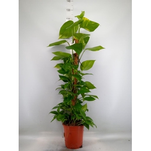 Epipremnum pinn.   ...moss stick