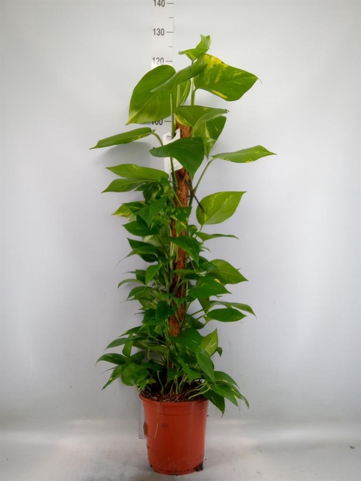 <h4>Epipremnum pinn.   ...moss stick</h4>