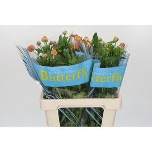 Ranunculus Butterfly Eris