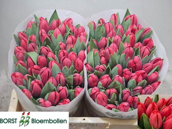 <h4>TU EN TOKYO</h4>