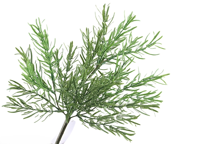 <h4>Rosemarijn Bush Green</h4>