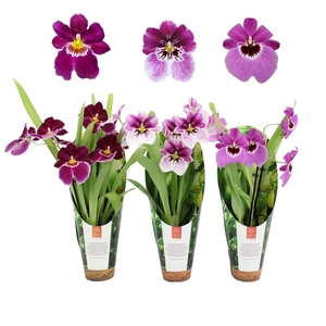 Inca Miltoniopsis Magenta mix 2 spike 9cm in luxury jungle cover